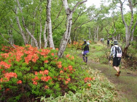 白樺林の中は、レンゲツツジの花盛り。いい季節です。