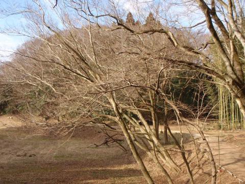 竹チップが敷かれた道はふかふかして気持ちが良い。