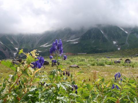 室堂平からガスでよく見えない立山連邦。咲いているのはミヤマトリカブト。