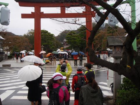 鎌倉駅から鶴岡八幡宮。右に折れて天園にむかいます。