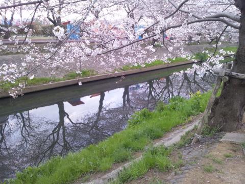 水面に写る桜もいい！