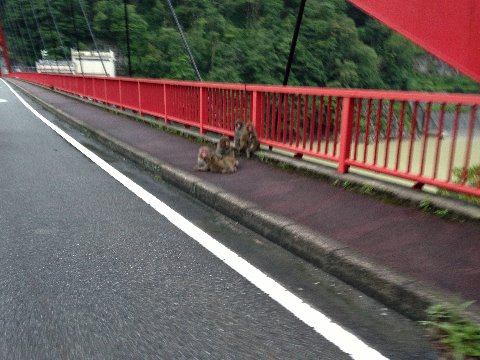 宇奈月ダムの先で猿の群れに遭遇（総勢30匹くらいか・・）ビビっていたので手ブレ。