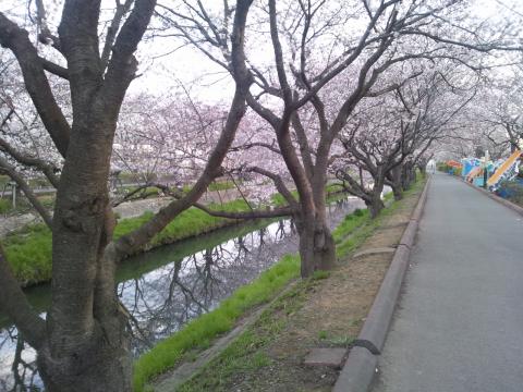 朝5時半の海老川ジョギングロード。まだ、テキヤさんも出勤前。この時間は、桜を独り占めできる。