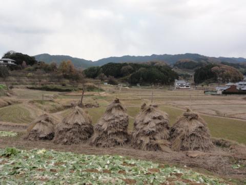 冬の飛鳥路
この寂しい道を歩くのが楽しいんだ