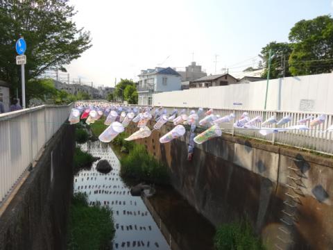 神田川のこいのぼり～