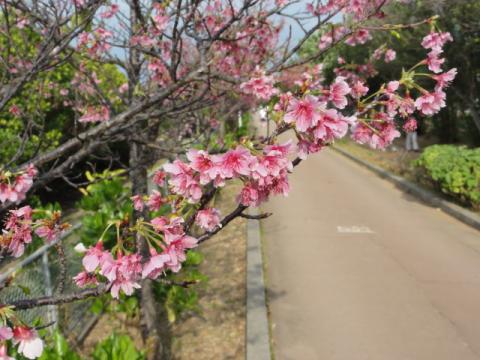 松本明子公園（わかる人向け）の桜
ひと足早いお花見～