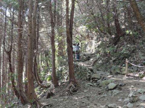 新緑の頃と比べて、さびしい雰囲気