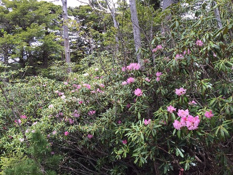 金峰山シャクナゲ