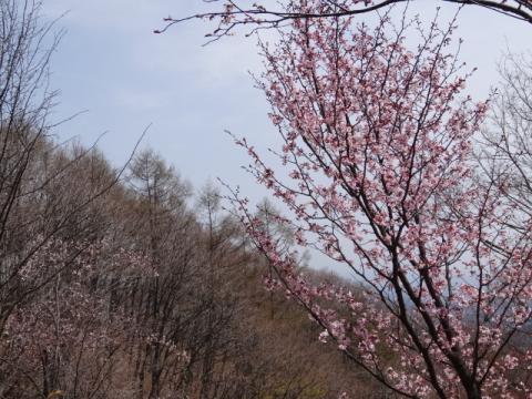 ハセツネ30応援団空振り珍道中