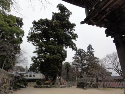 でっかい杉の木のもとには、杉本屋

そのまんま！！