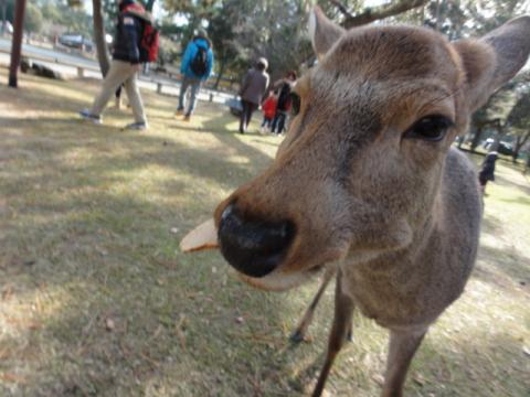 お前のマイ鹿になってやろう。