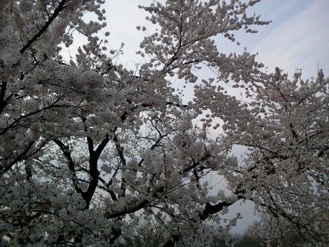 桜。。。