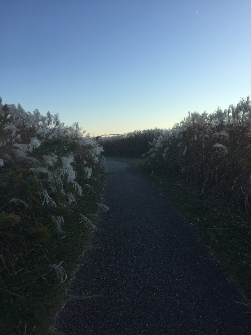 淀川河川敷ウォーキング