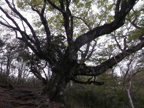 三国山付近のブナの巨木
