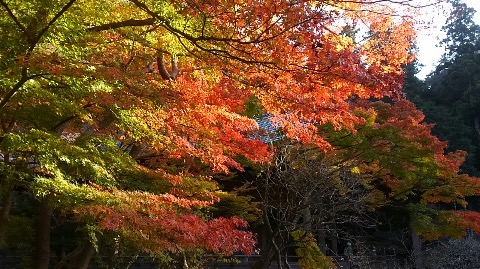 まだ紅葉が残っていた