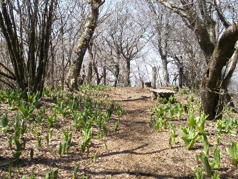 三国山山頂　コバイケイソウの新芽が春を感じさせる。