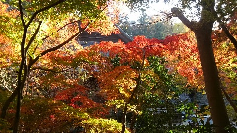 日が当たりステンドグラスのよう