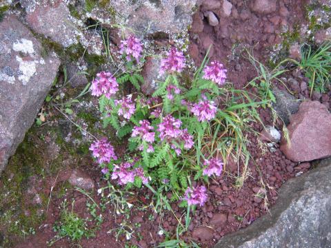 岩場にひっそりと咲く高山植物・・ヨツバシオガマ