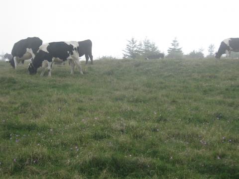 草をはむ、牛たちの横を走る。