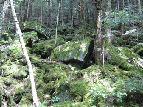 もののけ姫の森を思わせるような
苔むした登山道