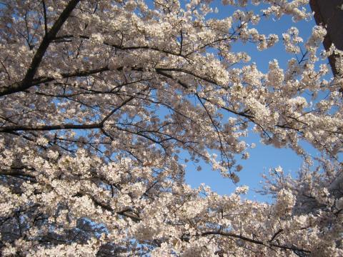 高井戸駅前の桜もお見事～
無事戻ってこられて
これから温泉だ～
