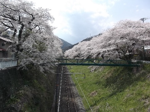 山北駅周辺の線路沿いの桜並木