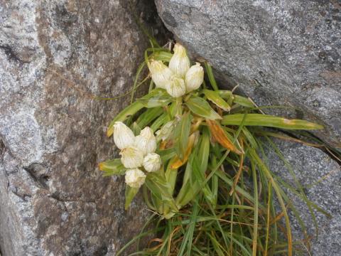 殺伐とした岩場にも可憐な高山植物が咲き乱れる　トウヤクリンドウ