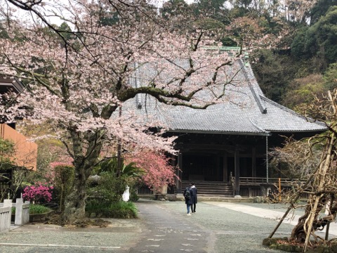 妙本寺のさくらと海棠