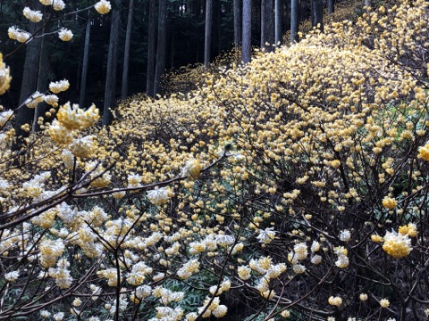 山腹がミツマタの花で覆い尽くされていて圧巻！