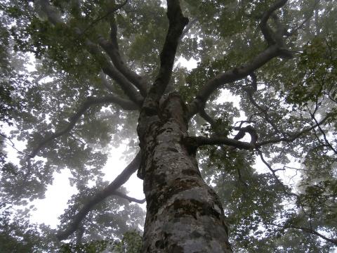 このあたりは立派なブナの木がたくさん散在している。