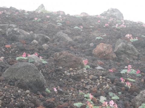 高山植物の女王　コマクサの大群落
過酷な気象条件の中、花を咲かせるまで５年以上の歳月が必要という。