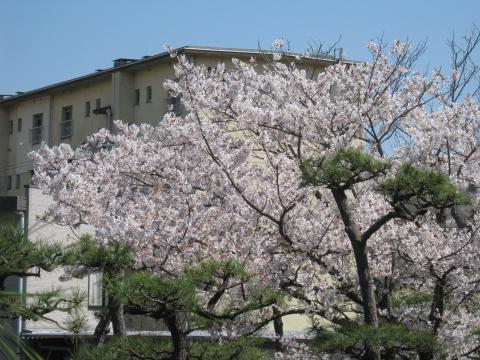 おまけ。我が家のお隣さん庭に咲いている桜