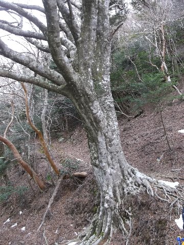 天城峠のブナの巨木
天城周辺には見事なブナ林が　多く新緑や紅葉の時期が素晴らしい