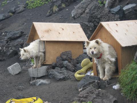 宿泊した山小屋で飼われている
２匹の老犬