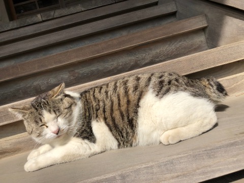 日向ぼっこ中の猫ちゃん