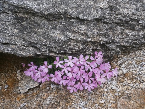 タカネビランジ　南アルプスの砂礫や岩陰にだけ生息。コマクサと同じような生育環境に育つちょっとどエムな花