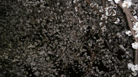 神田川の夜桜～