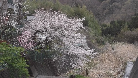 蓑毛の桜　もうバスで秦野駅に降りたくなってきた。ここからロード７キロの登り