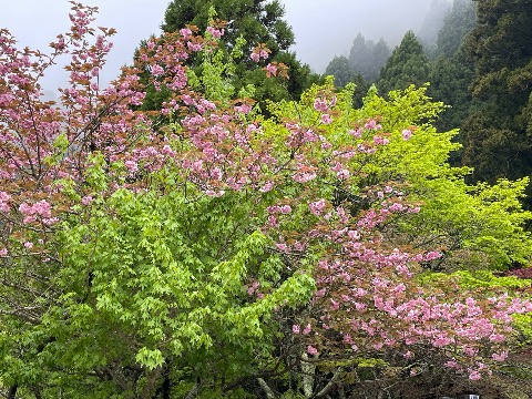 新緑と八重桜
