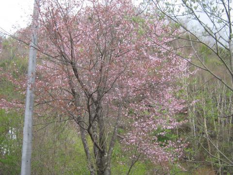 馬越峠の山桜