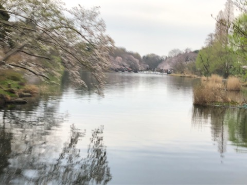 井の頭公園