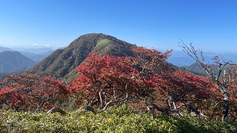 蛭ヶ岳　シロヤシオの紅葉