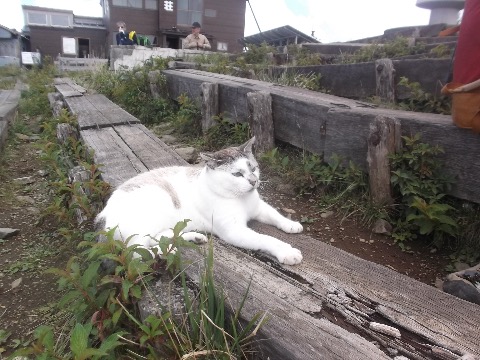 尊仏山荘のねこちゃん