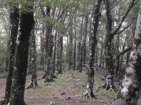 小岳のブナの美林　素晴らしいトレイル　土曜日なのに静寂のトレイル