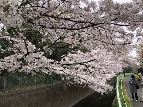 神田川沿いの並木はほぼ満開