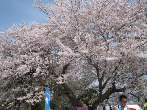かすみがうらは丁度桜が満開！