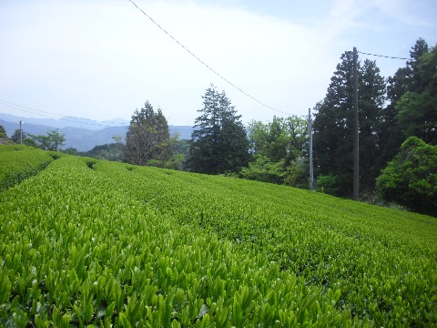 足柄茶も新芽が芽吹く