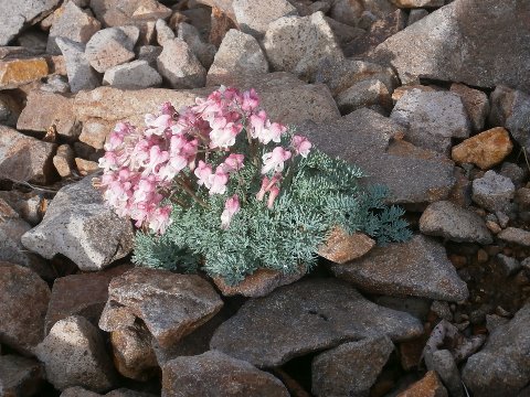 JIFUさん　高山植物の女王とも呼ばれているコマクサを発見。他の植物が育たない砂礫でしか生育できない、ドエムな植物。