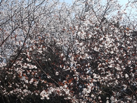 まだ山上には桜が残る