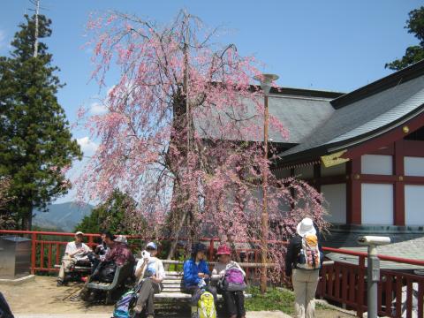 御岳山頂神社の桜
